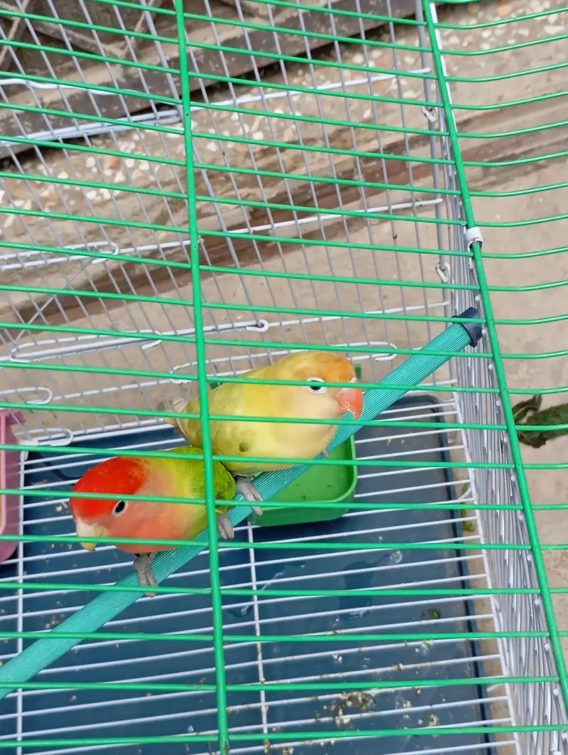 Parrot Fischer lovebirds pair with cage — photo 3