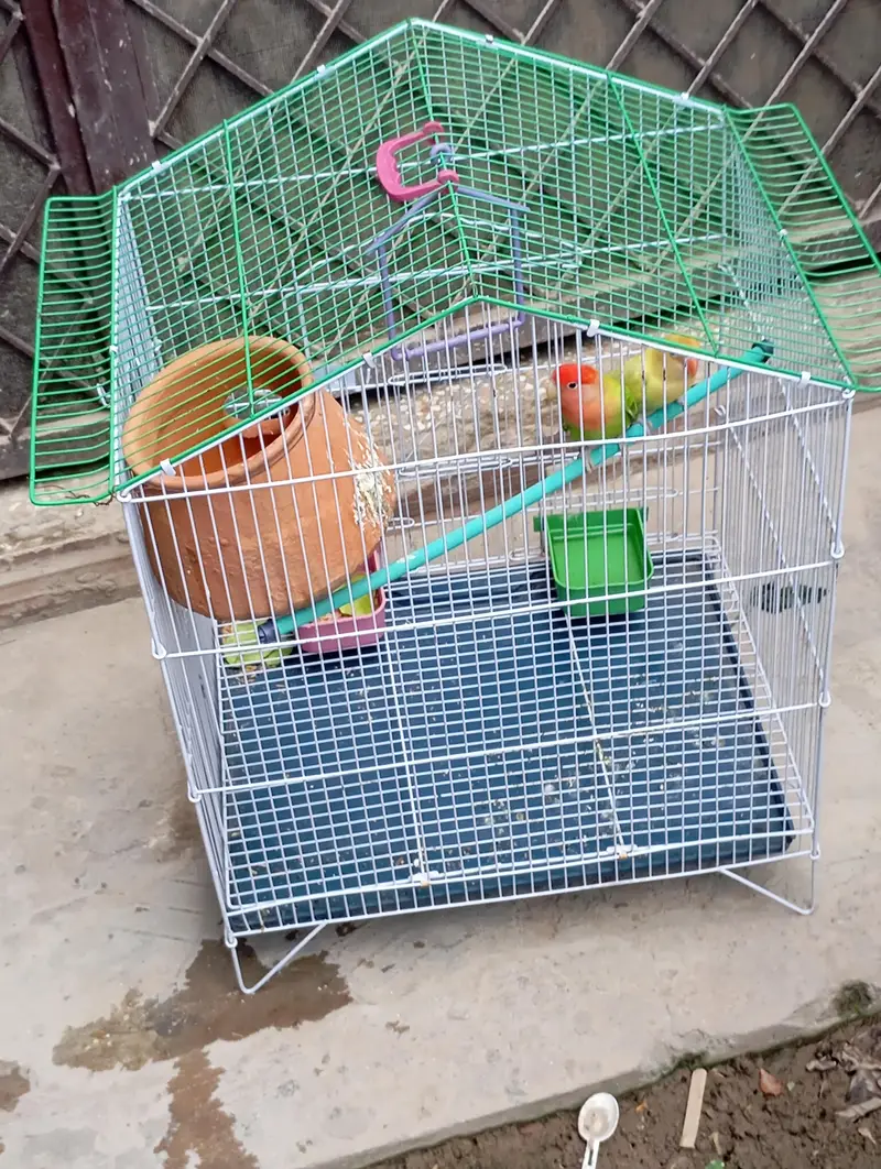 Parrot Fischer lovebirds pair with cage — photo 4