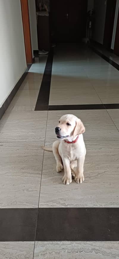Puppies Labradors