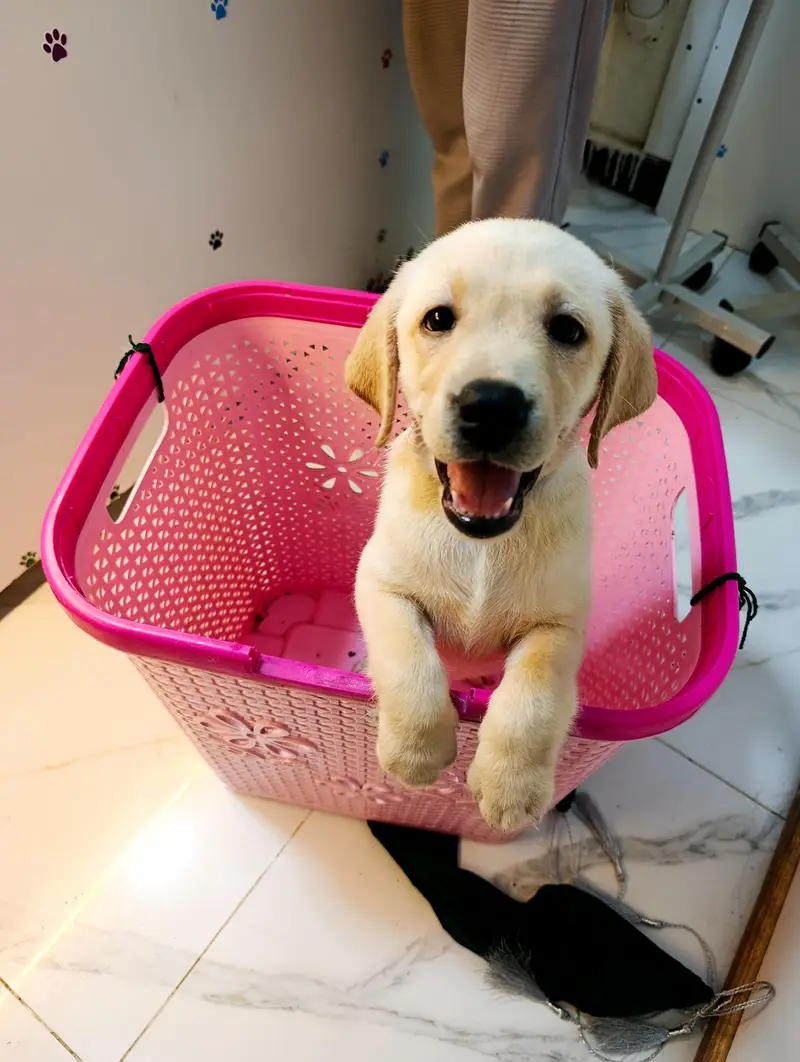 Puppies Labradors Sale Islamabad Rawalpindi — photo 2