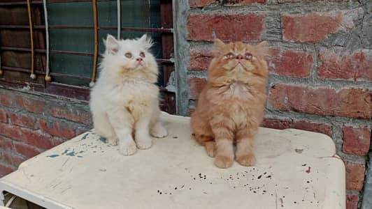 Persian Kittens for Sale in lahore 03234102419