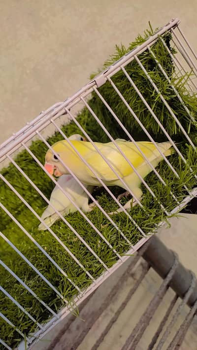 Love Bird Decino Possible B1B2 Albino
