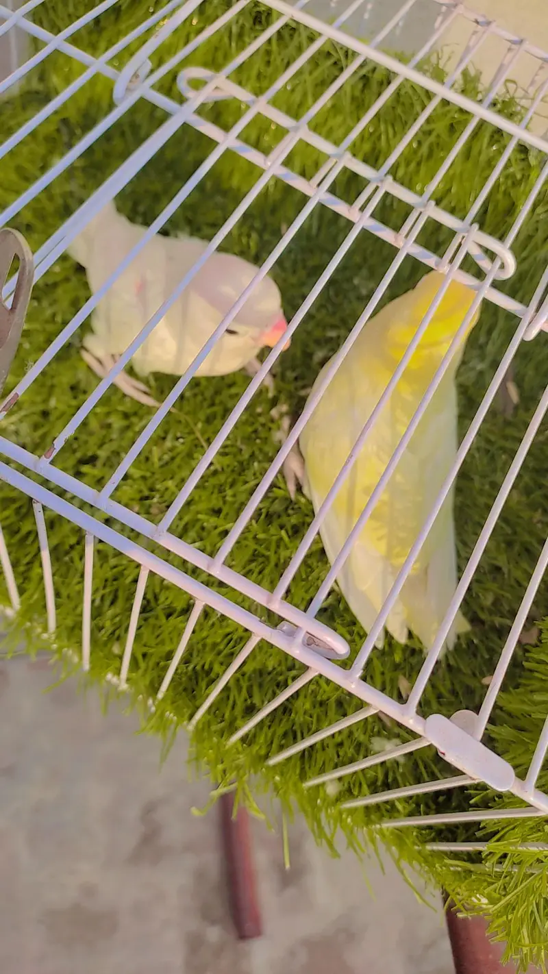 Love Bird Decino Possible B1B2 Albino — photo 2
