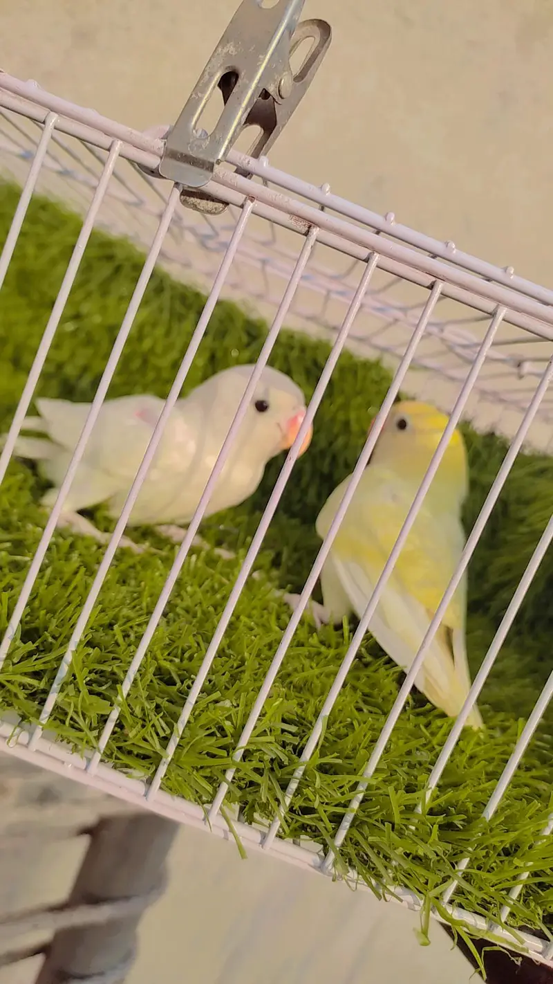 Love Bird Decino Possible B1B2 Albino — photo 3