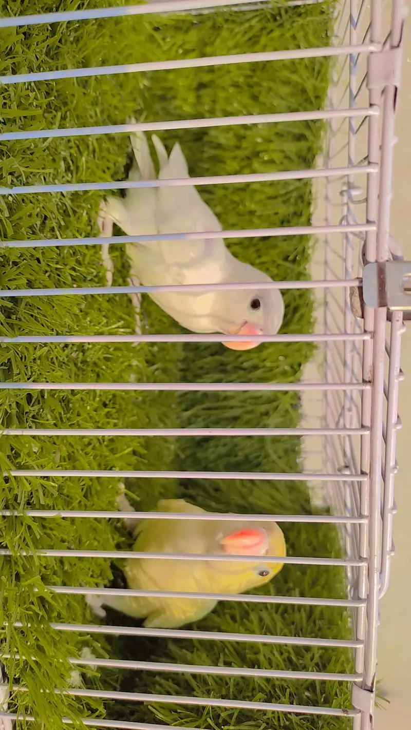 Love Bird Decino Possible B1B2 Albino — photo 4