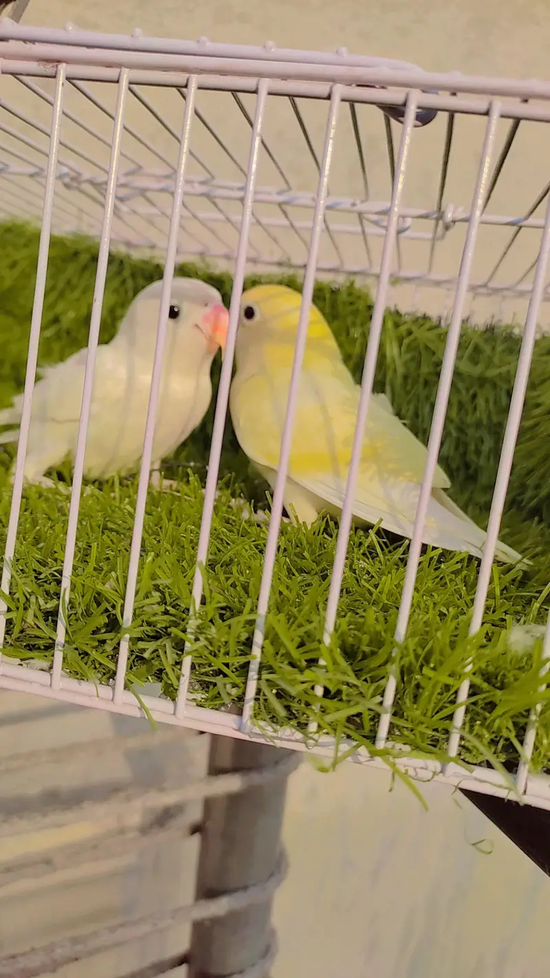 Love Bird Decino Possible B1B2 Albino — photo 5
