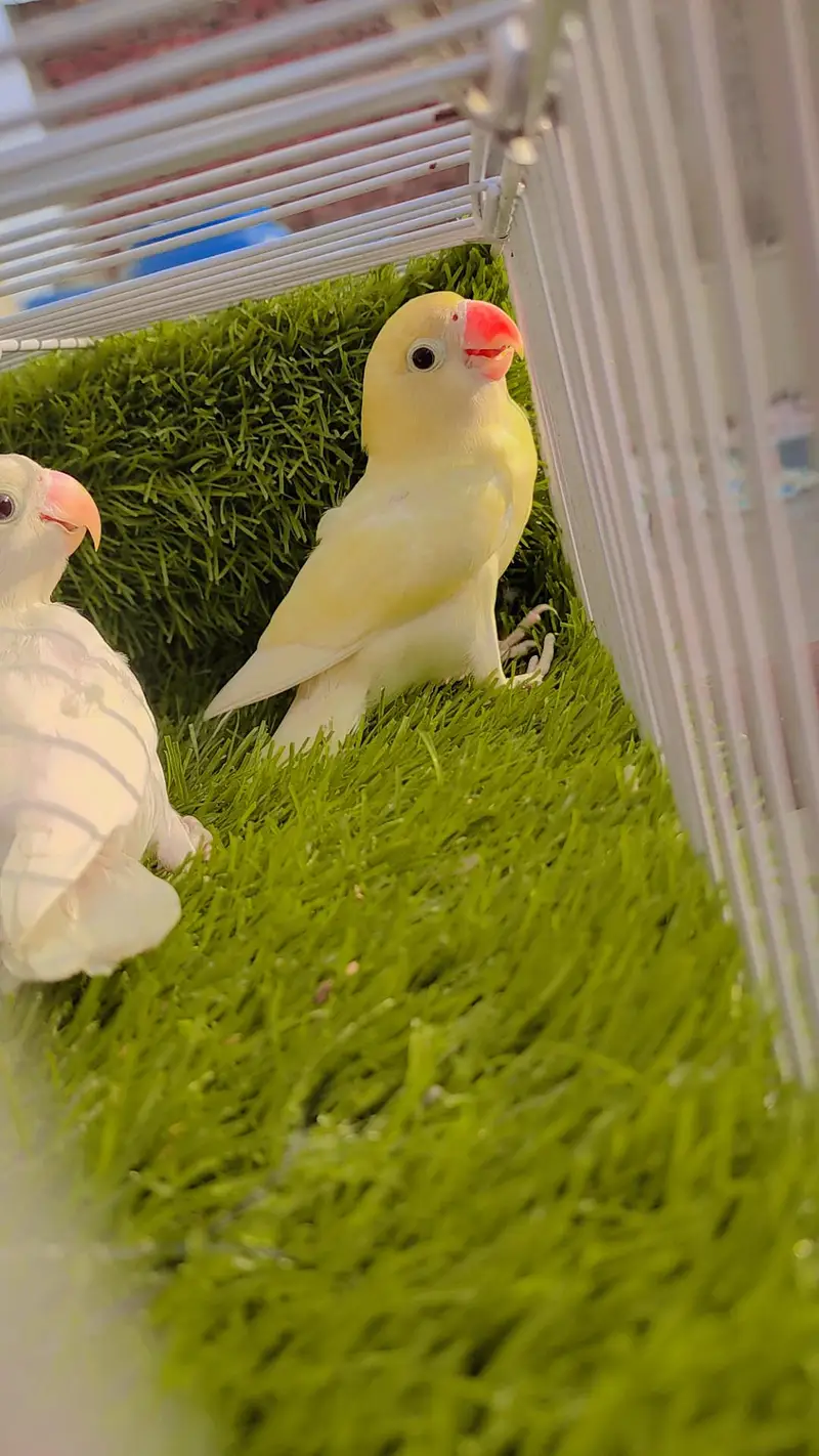 Love Bird Decino Possible B1B2 Albino — photo 6