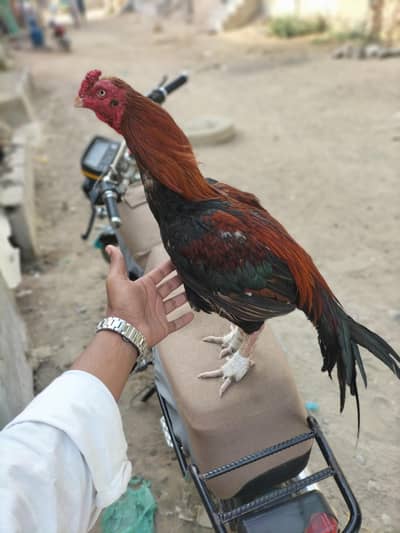 aseel miyanwli