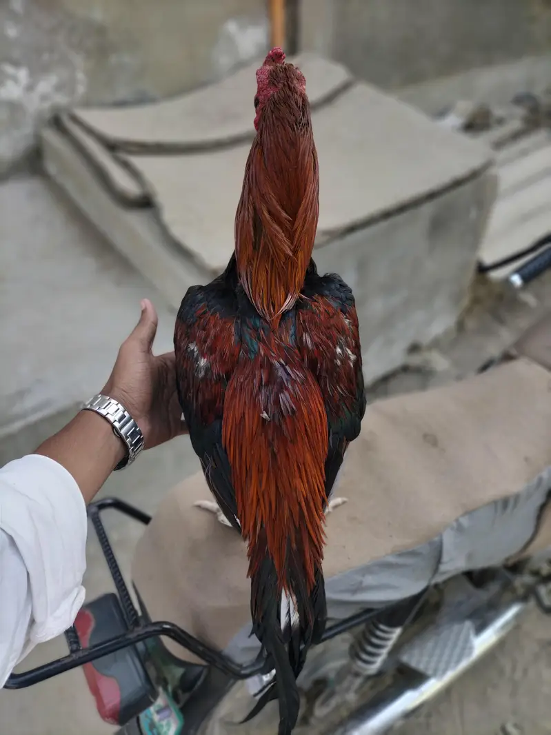 aseel miyanwli — photo 2