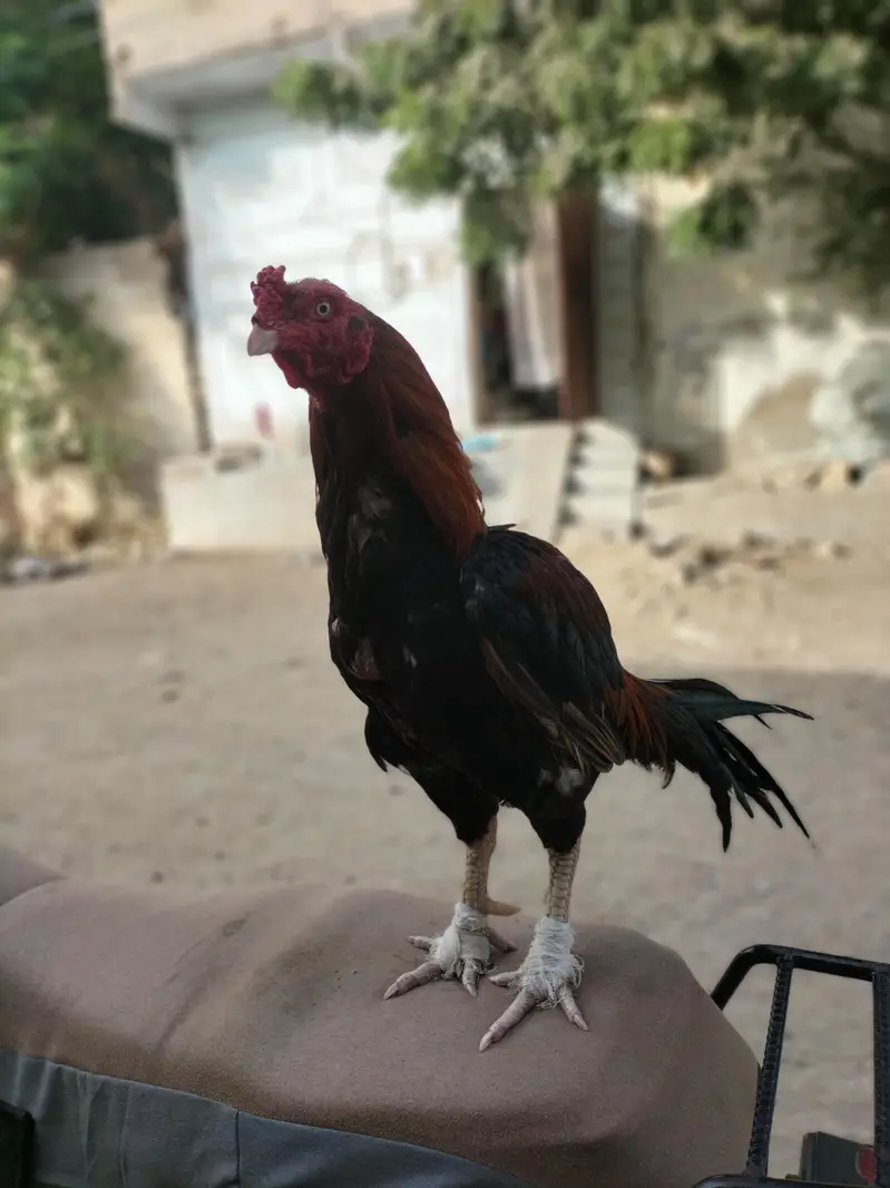 aseel miyanwli — photo 3