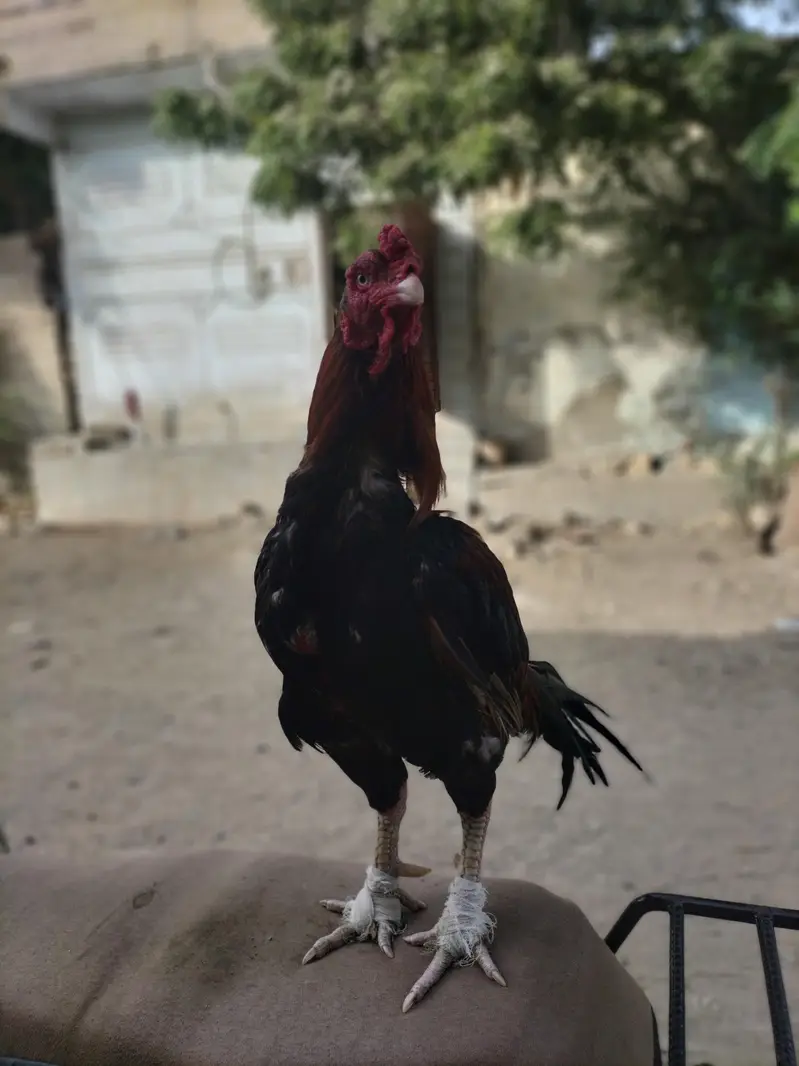 aseel miyanwli — photo 4