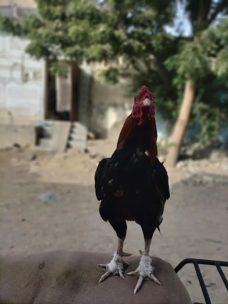 aseel miyanwli — photo 5