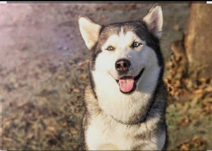 Husky Adult female 03078812172