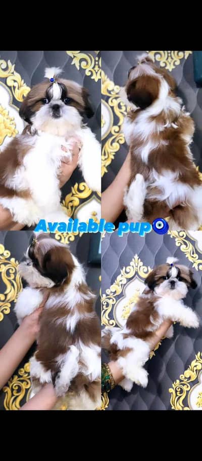 shihtzu