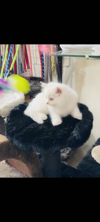 persian cat for sale MywatsapppNumber 0309-37-13-771