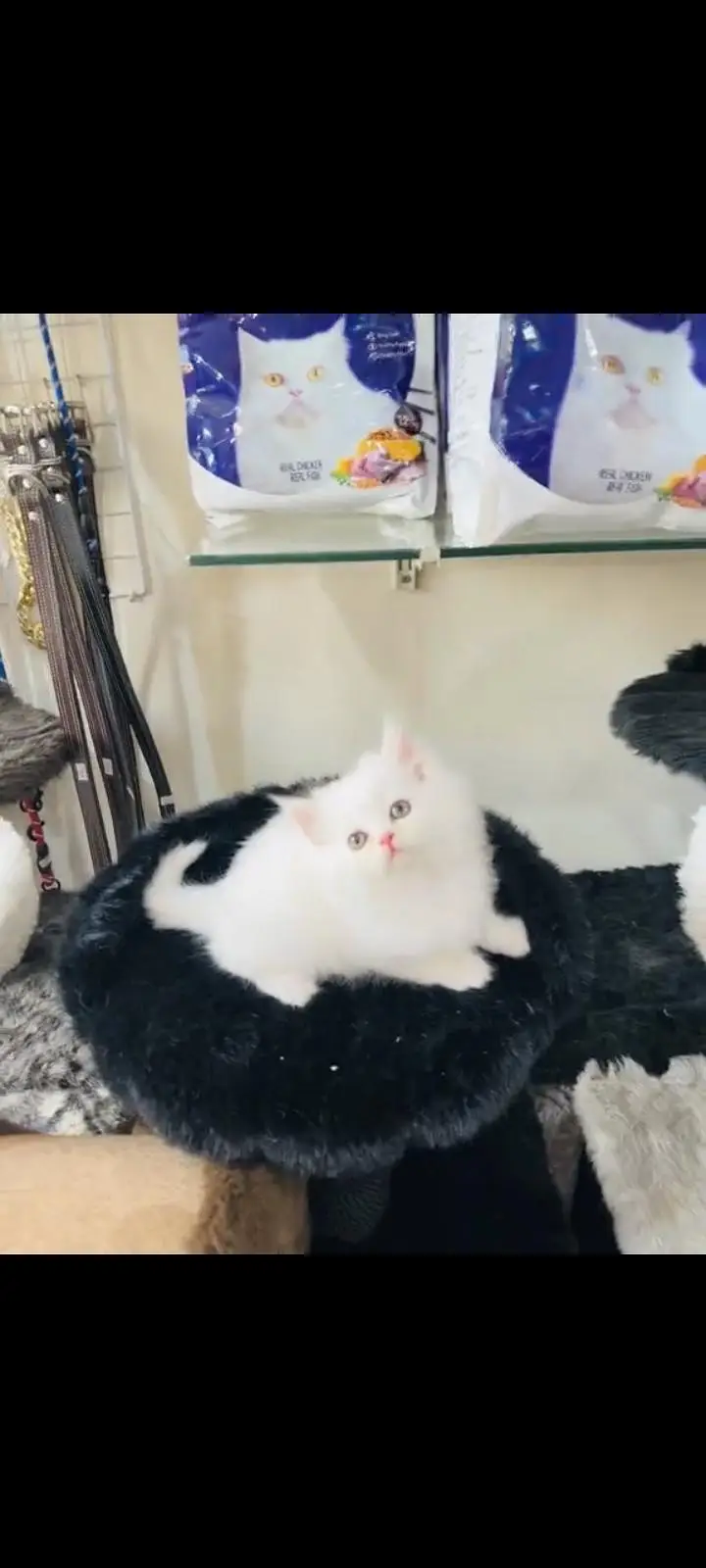 persian cat for sale MywatsapppNumber 0309-37-13-771 — photo 3