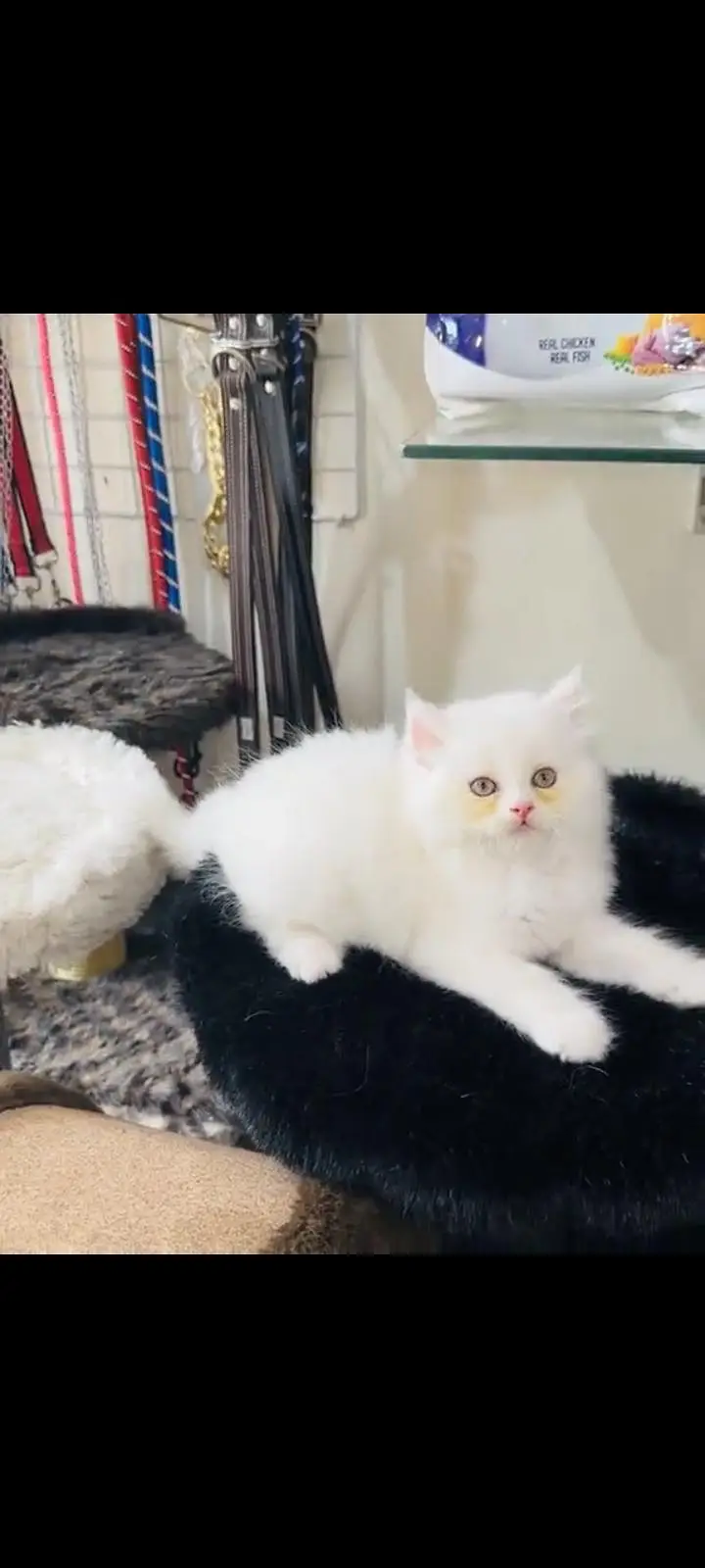 persian cat for sale MywatsapppNumber 0309-37-13-771 — photo 4