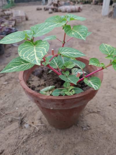 ANY KIND OF PLANTS AVAILABLE