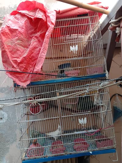 new cage available price 12000