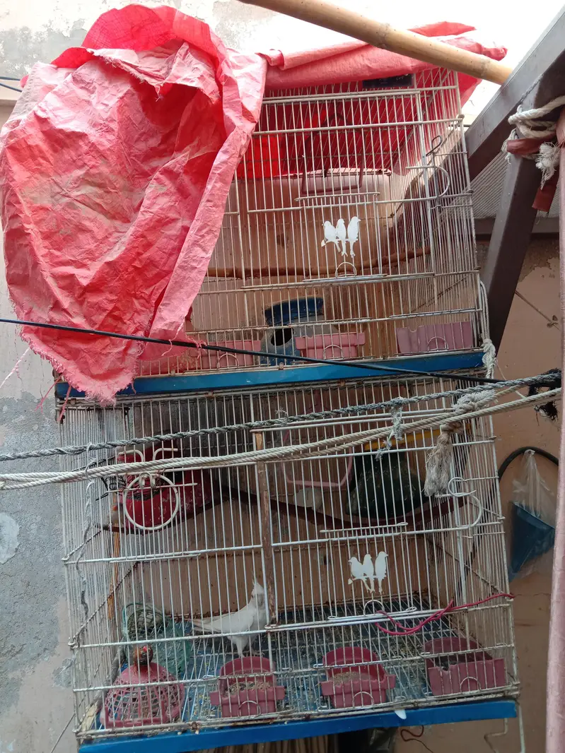 new cage available price 12000 — photo 2
