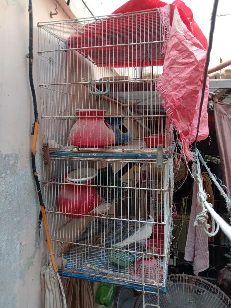 new cage available price 12000 — photo 3