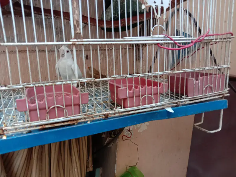 new cage available price 12000 — photo 4