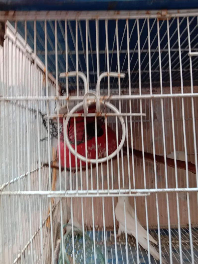 new cage available price 12000 — photo 5