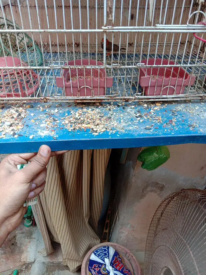 new cage available price 12000 — photo 6