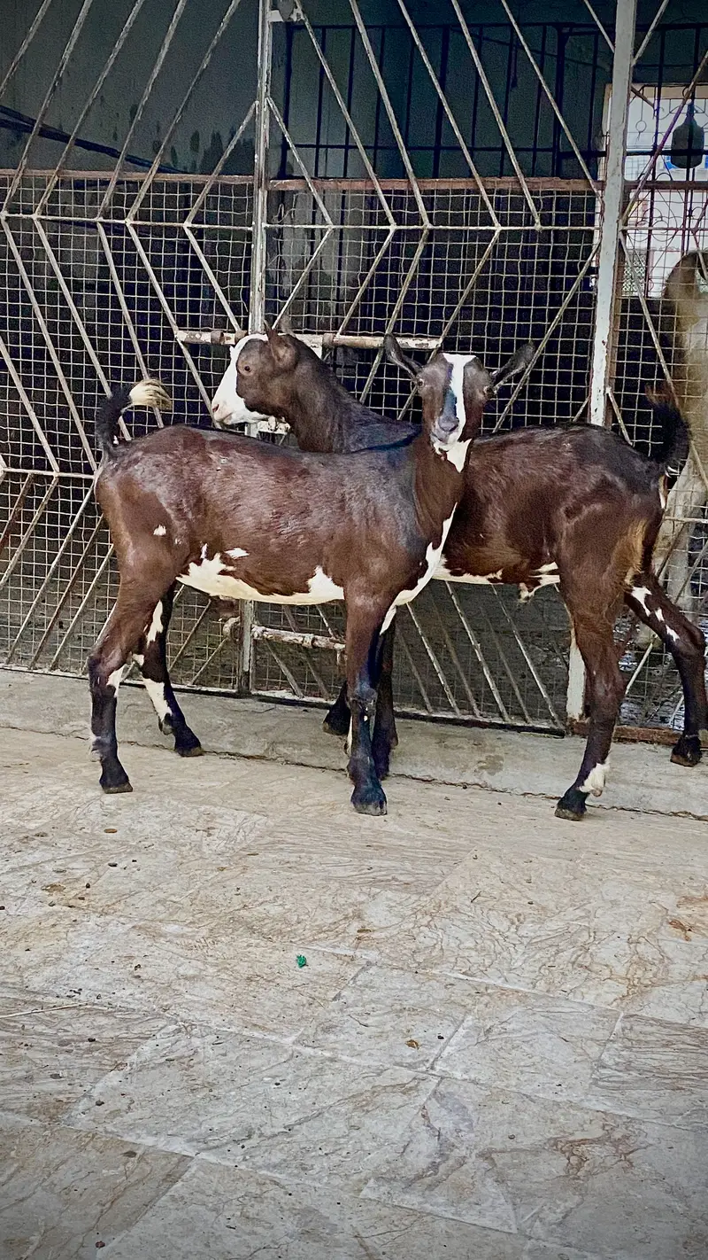 Bakre Tedde — photo 2