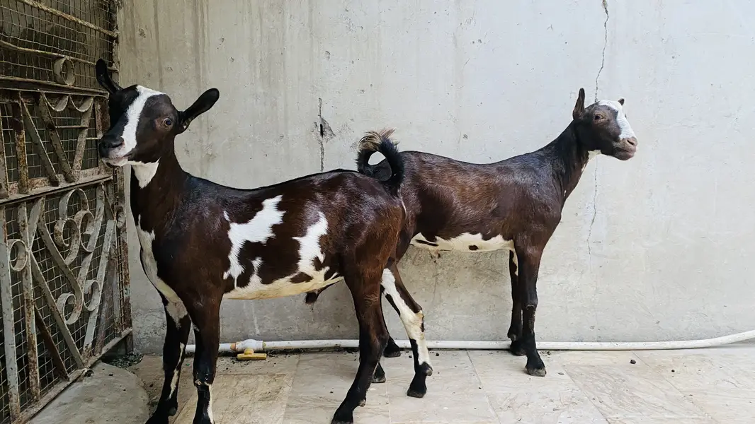 Bakre Tedde — photo 3