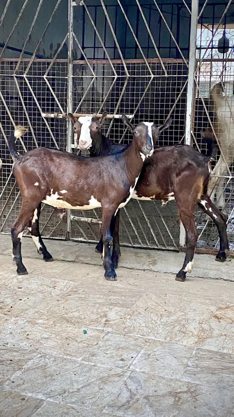 Bakre Tedde — photo 4