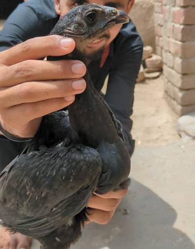 importaded dragon's female available ha kis koچاہیے 030710724040