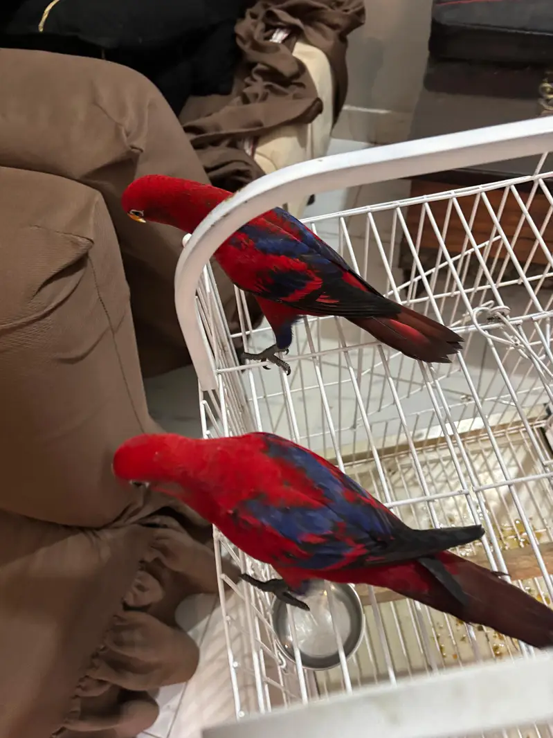 red molucan lorries — photo 3