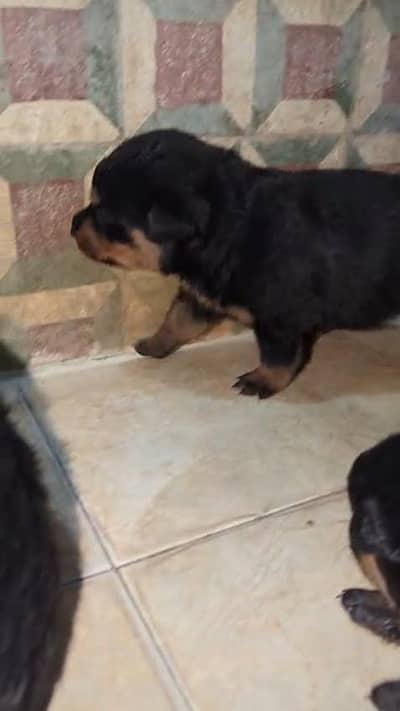 Rottweiler dog puppy heavy bleed line