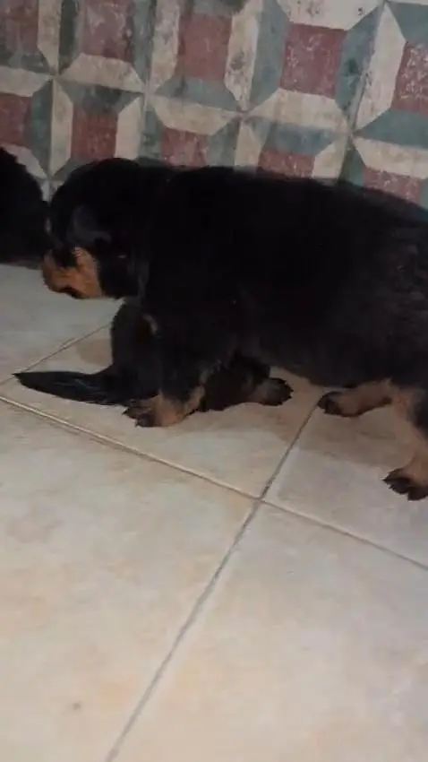 Rottweiler dog puppy heavy bleed line — photo 2