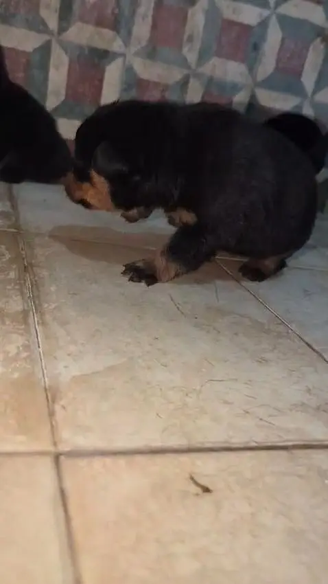 Rottweiler dog puppy heavy bleed line — photo 3