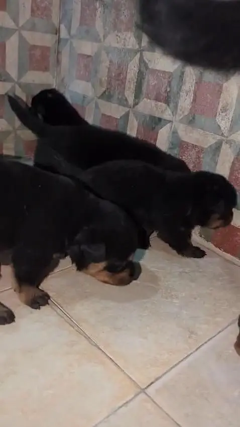 Rottweiler dog puppy heavy bleed line — photo 4