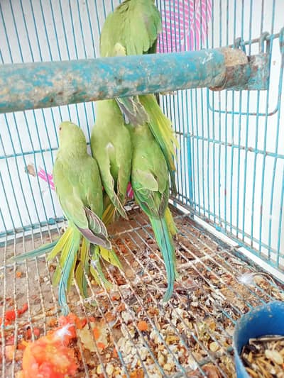 Green Ring neck self Chick