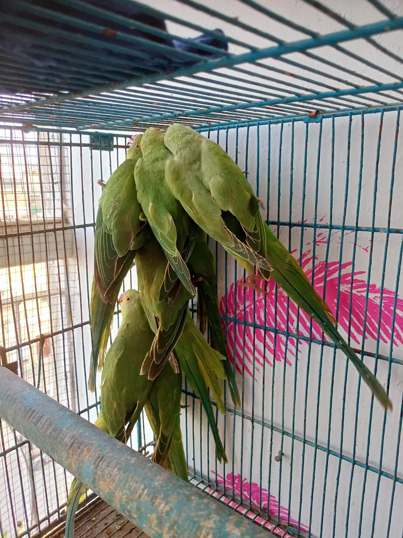 Green Ring neck self Chick — photo 2