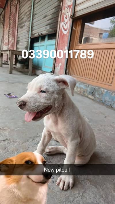 03390011789