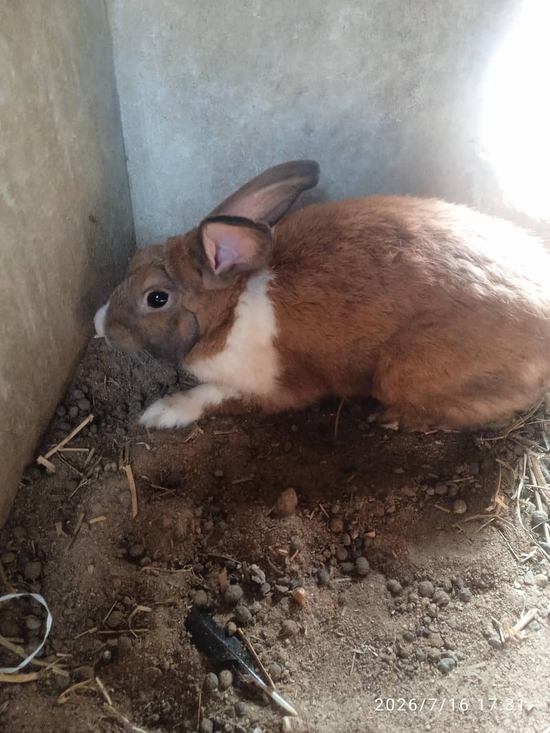 rabbit 0