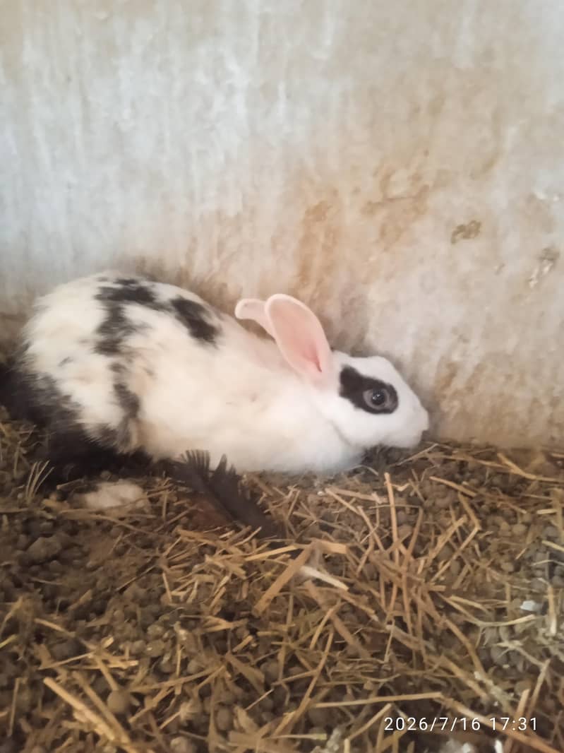 rabbit 1