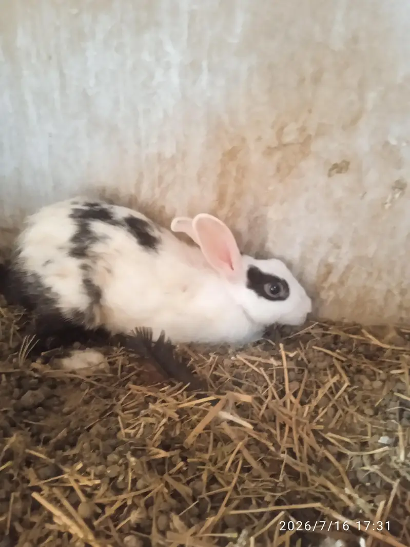 rabbit — photo 2