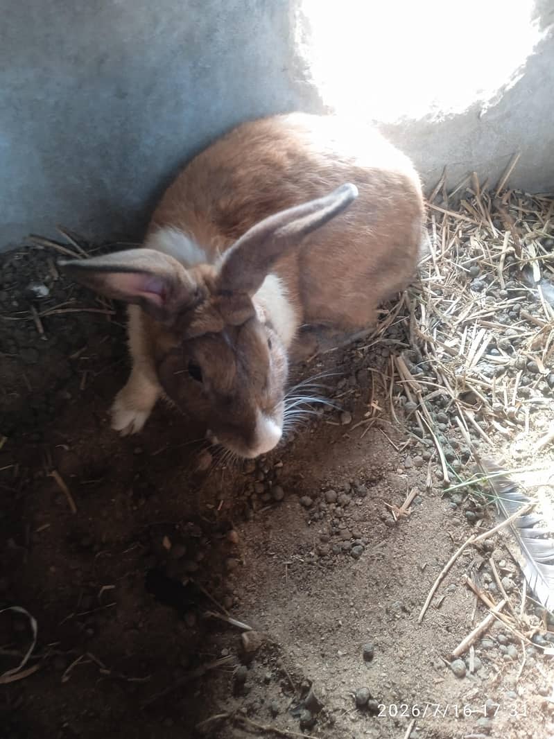 rabbit 2