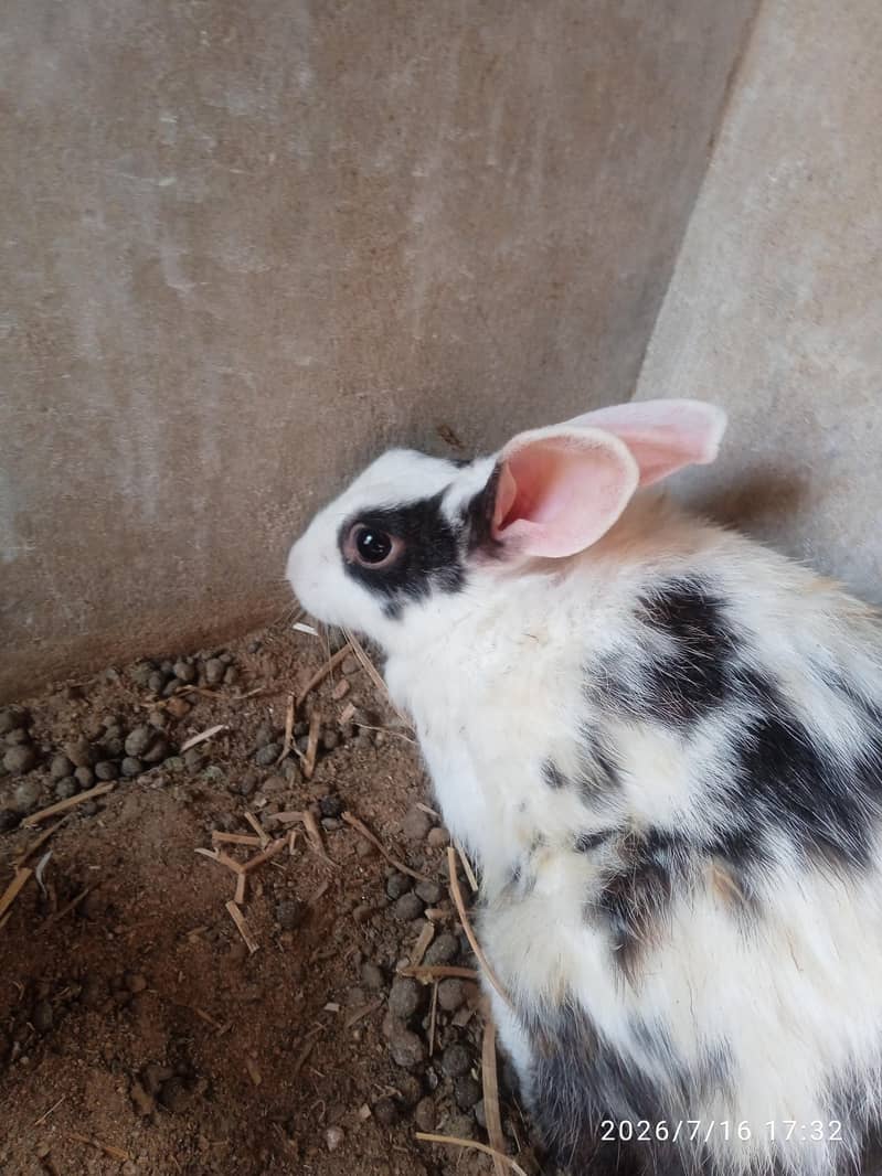 rabbit 3