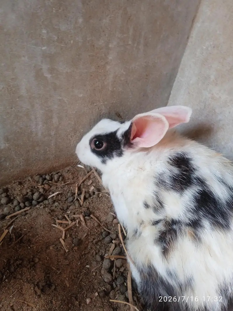 rabbit — photo 4