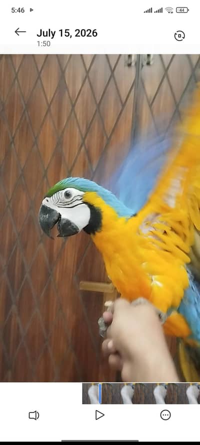 macow parrot