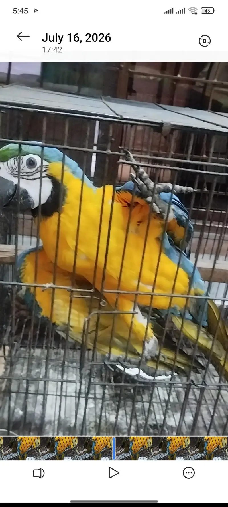 macow parrot — photo 2