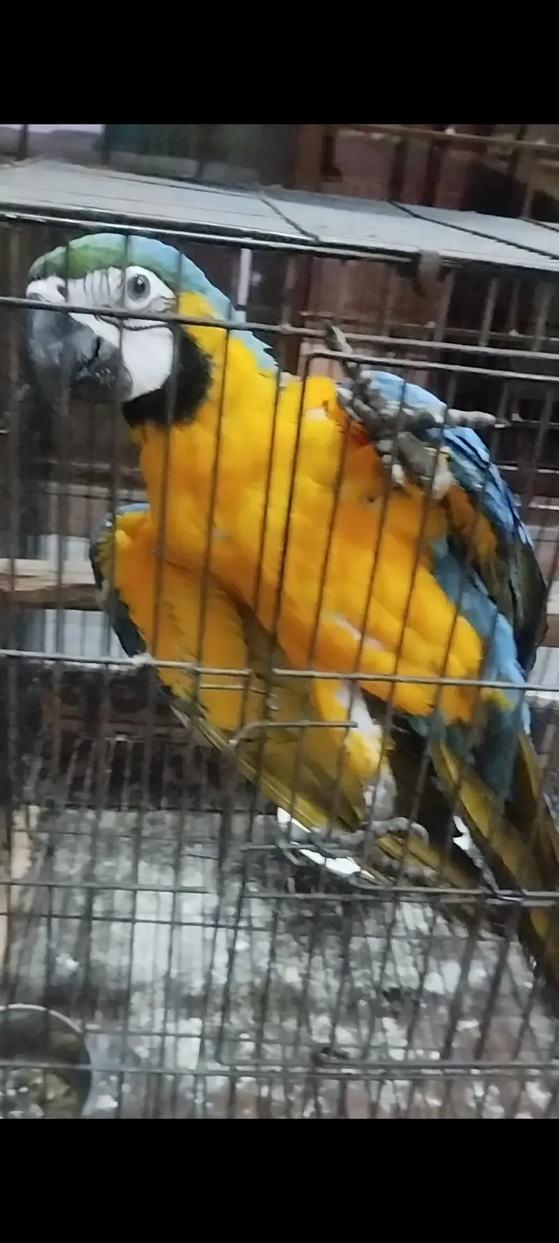 macow parrot — photo 3