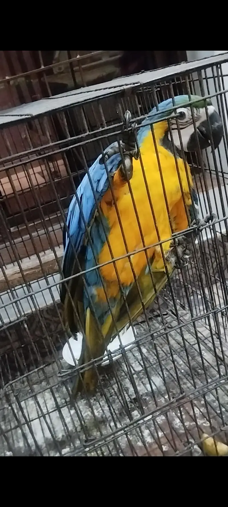 macow parrot — photo 4